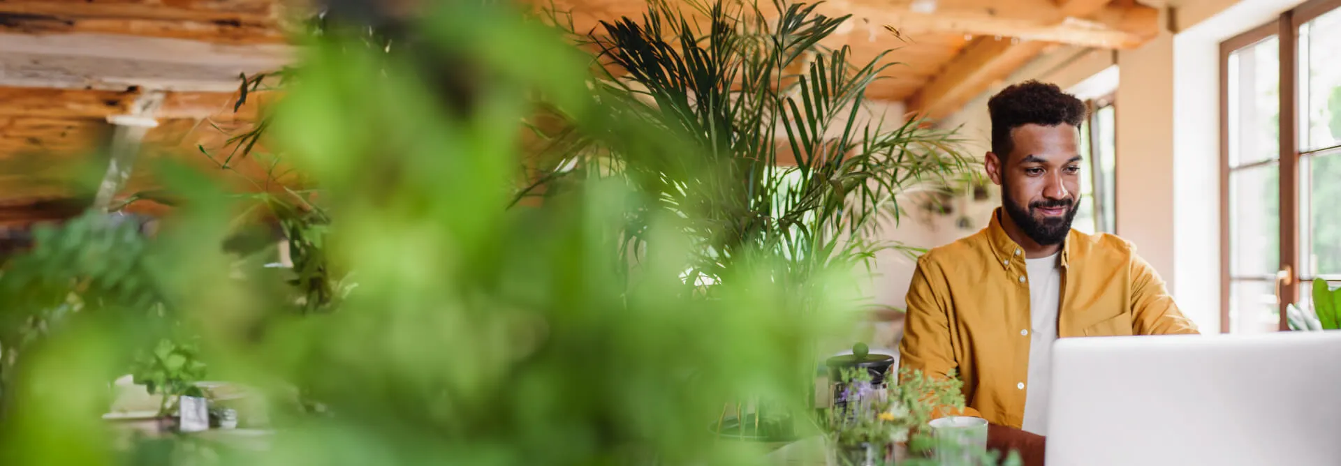 A man sits between bright windows and a large plant as he works on his laptop